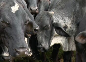 Estresse causado por moscas reduz produção de leite e gera prejuízo a produtores em MS
