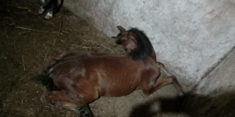 MP-SP processa fabricante de ração após morte de centenas de cavalos e pede R$ 10 milhões de indenização